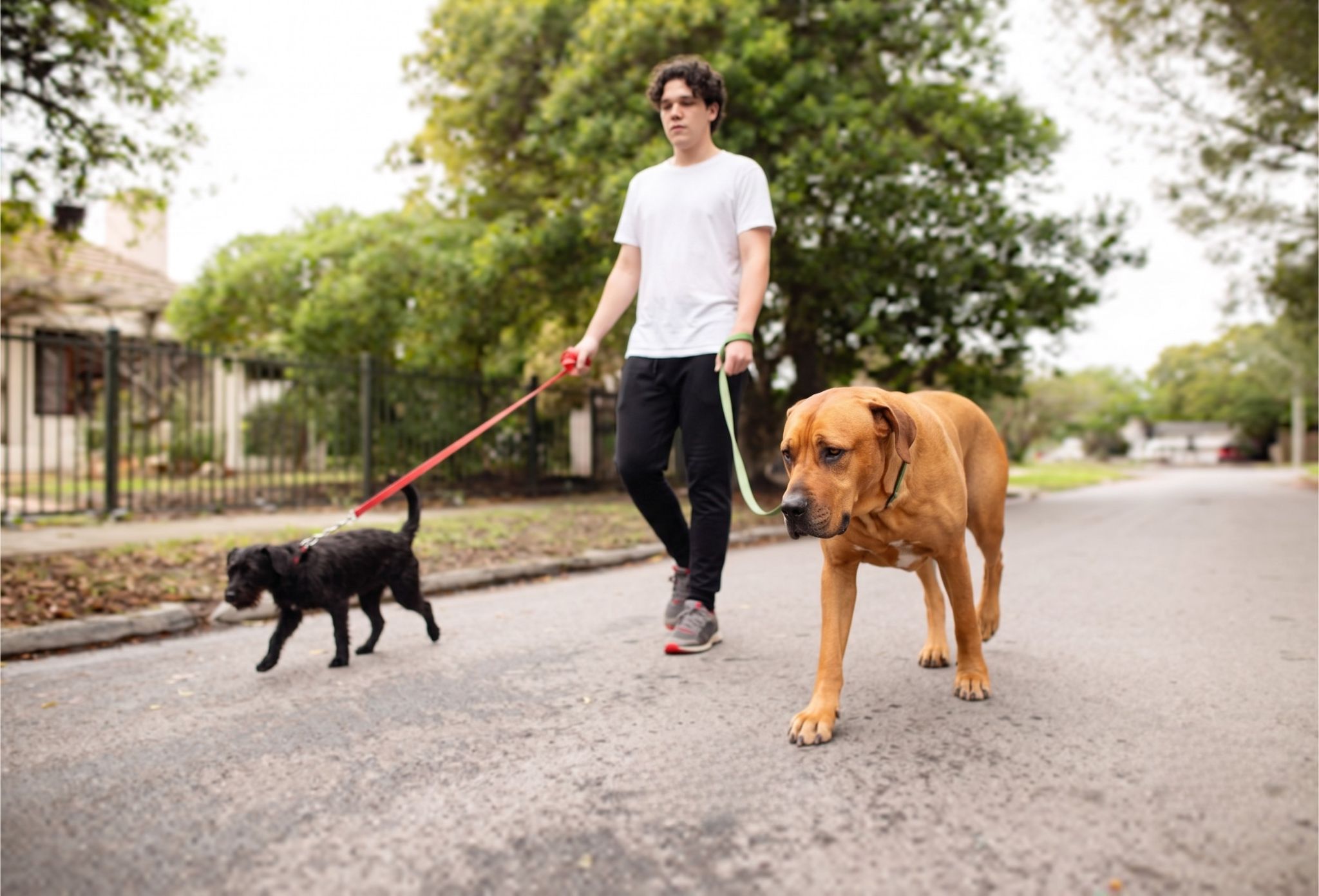 Dog Walker Educativo